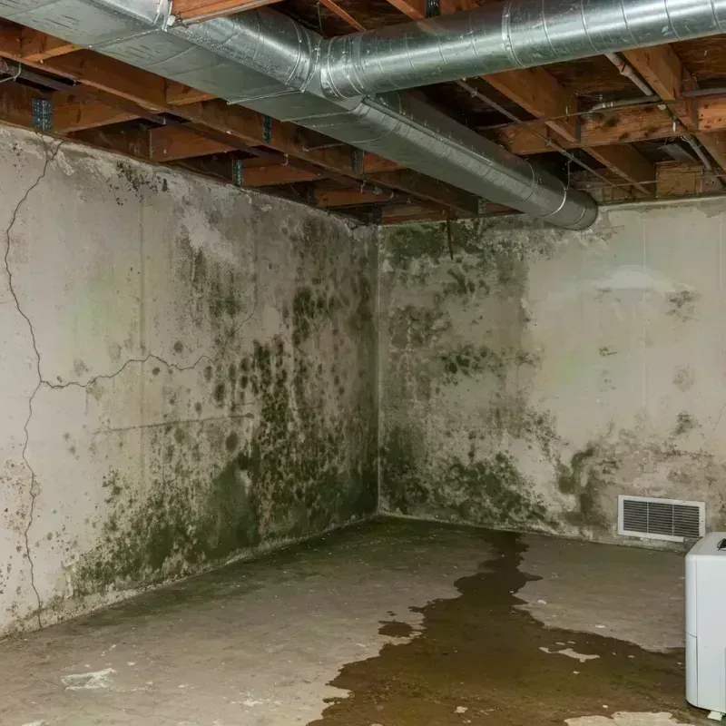 Professional Mold Removal in City of Lexington, VA